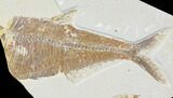 Partial, Fossil Fish (Diplomystus) - Green River Formation #119446-1